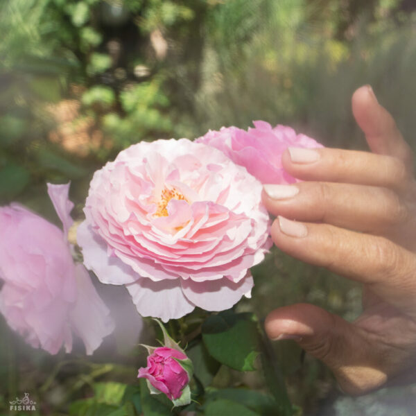 Γυναικείο χέρι ακουμπά απαλά ένα ροζ τριαντάφυλλο στον κήπο.