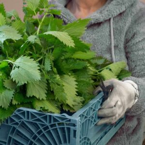 Γυναίκα με γάντια και κλαδευτήρι κρατάει ένα τελάρο με φρέσκα φύλλα τσουκνίδας.